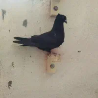 کفتر یا کبوتر