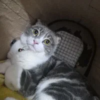 جفت گیری|گربه|تبریز, |دیوار