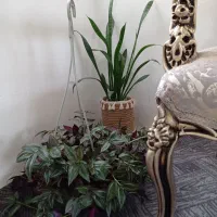 دو عدد گل زیبا و سالم