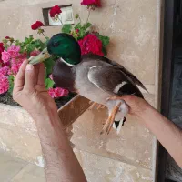 مرغابی صحرایی