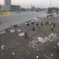 ده تا مرغ تخمگذار کرچ شو بشرط و خروس گلین حرفه ای