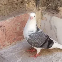 جوجه کفتر