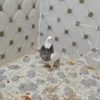 طوقی|پرنده|کوهرنگ, |دیوار
