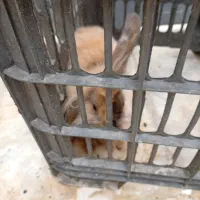 خرگوش لوپ قشنگ ۲۰۰