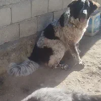 توله ۹ماه