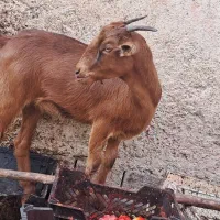 گیسه چاق و فول