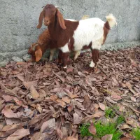 بزغاله ماده