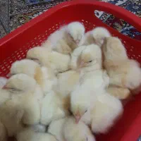 جوجه یکروزه راس درجه ۱