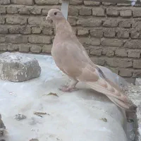 کفتر تهرانی  قزوینی مسافتی