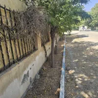 باغچه ۴۶۰ متر  ۲کله