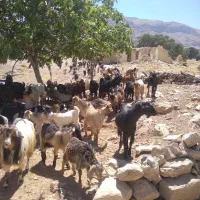 ۱۱۰ عدد بز وبزغاله برای فروش