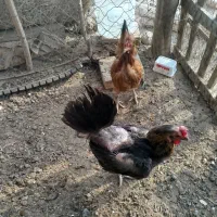 فروش مرغ خروس