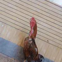 خروس