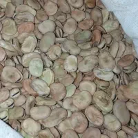 باقلا بذری