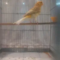قناری قرص بخون مست معاوضه با سهره خاکی و سهره