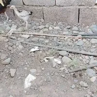 تیش افغان