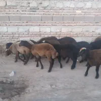 بره ماده دمازدخ