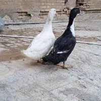 اردک