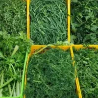 سبزی خورشتی خورد شده سنقر معطر و ارگانیک