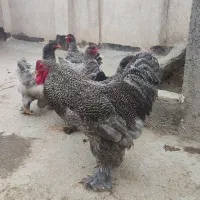 مرغ خروس برهما