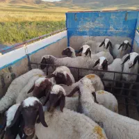 حیوانات مزرعه گوسفند