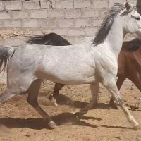 مادیان ۸به ۹ ساله کره نریان ۱۷ماهه شجره دار