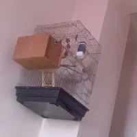 عروس هلندی ماده