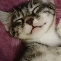 واگذاری چهار بچه گربه سه ماهه