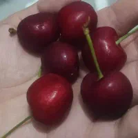 گیلاس تکدانه خراسان