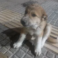توله سگ