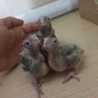 ۳عدد جوجه عروس هلندی سرلاکی دانه ای۴۰۰ تومان