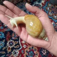 حلزون آچاتینا