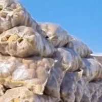 فروش سیب زمینی به صورت عمده