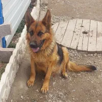 سگ ژرمن گمشده