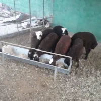 بره گوسفند