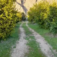 یک-هکتار-باغ-مرکبات