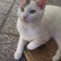 گربه سفید ناناز