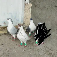 کفتر