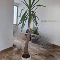 گل بونسای یوکا نارنج خرفه یشم کراسولا آگلونما