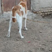 واگذارمیشود