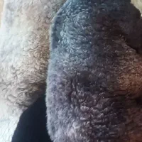 بره سبک وزن