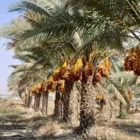 آب یاری قطره ای