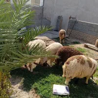 6 راس کاور تمام پروار