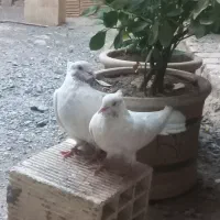 کفتر ماهرو پرشی