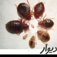 سم پاشی سوسک سمپاشی ساس تمام نقاط گارانتی شرکتی