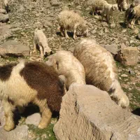 بره پلواری نربرای فروش