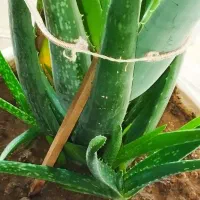 آلوئه ورا طبیعی