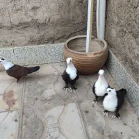 جوجه کربلایی،کله سفید شهر راور