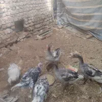 بقلمون