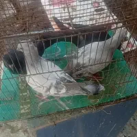 بدرنگ کلاهی و کلاغ